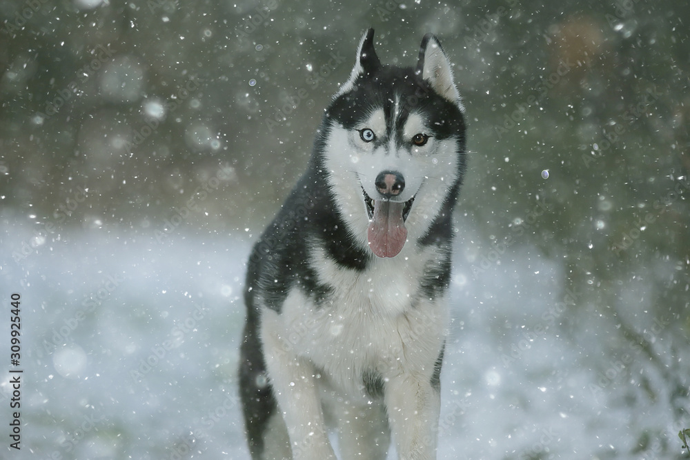 wolf in winter forest, wild northern nature, landscape with animal wolf in winter forest, wild northern nature, landscape with animal