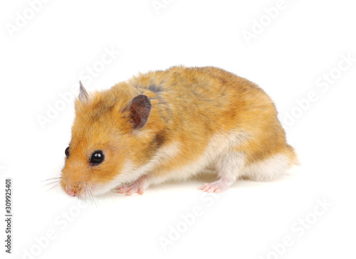 Cute funny syrian hamster on white