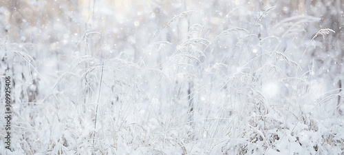 winter landscape grass snow frost, christmas white photo on the nature covered with snow