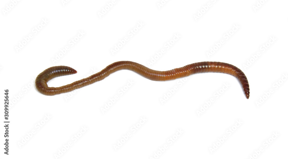 Obraz premium worm isolated on white background