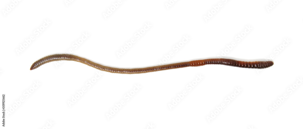 animal earth worm isolated on white animal earth worm isolated on white