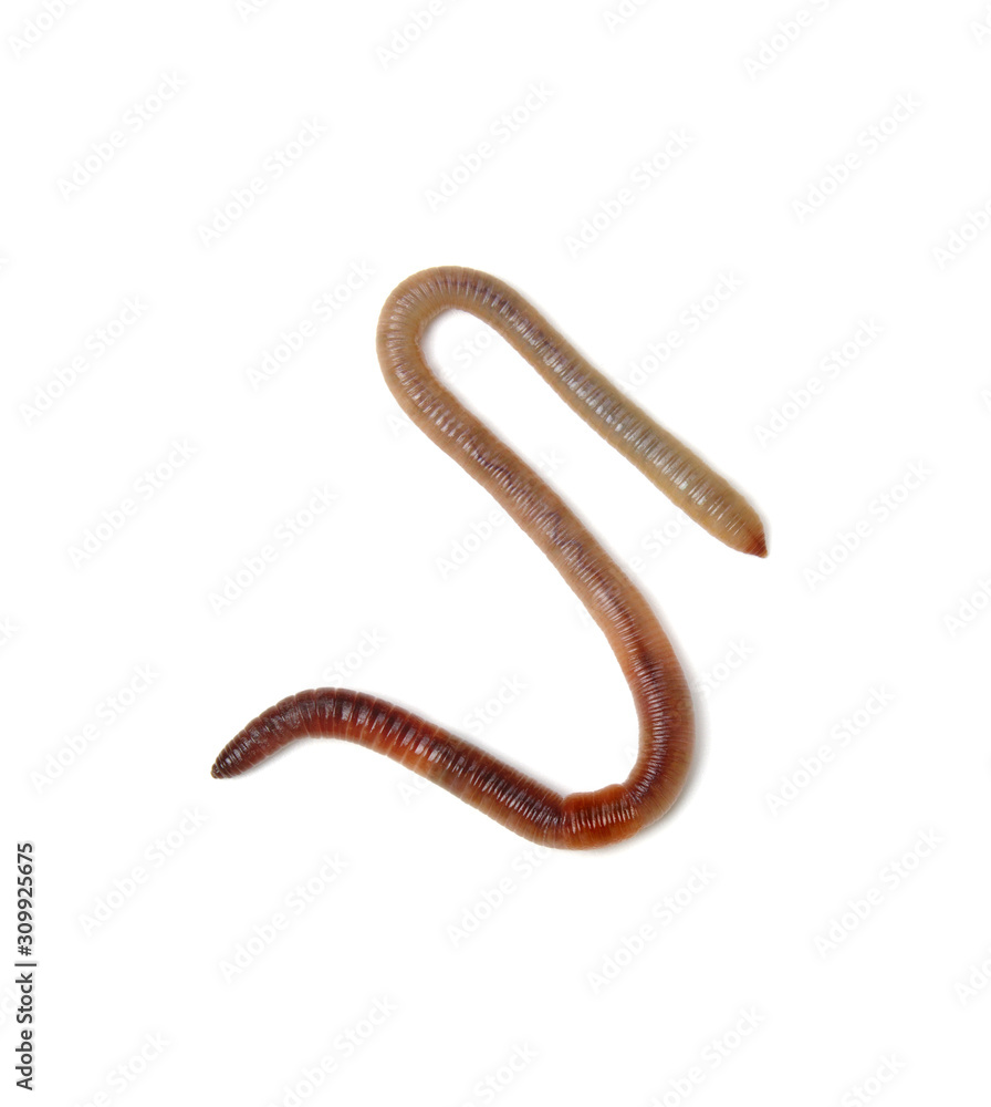 worm isolated on white background worm isolated on white background