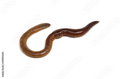 worm isolated on white background © Alekss