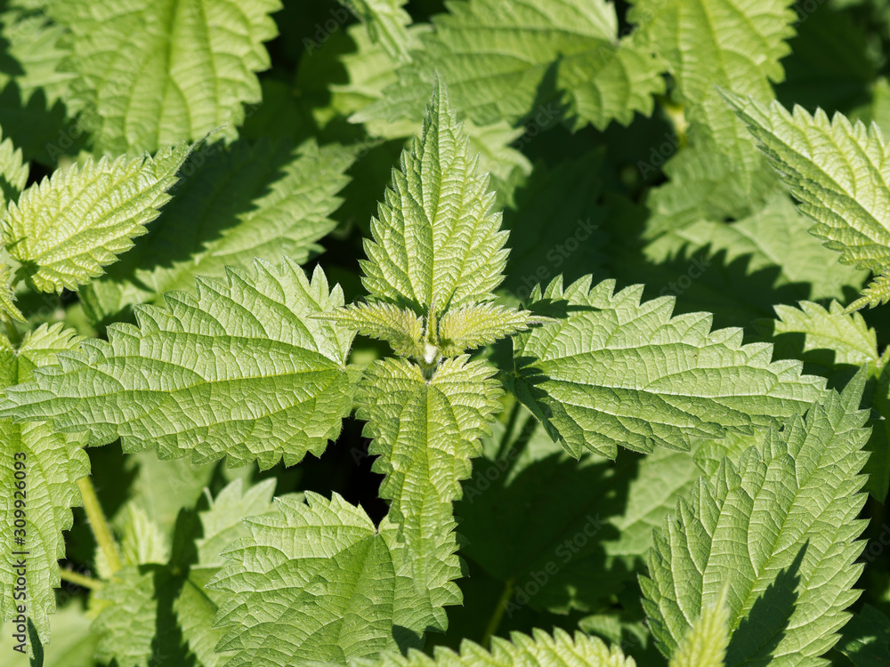 (Urtica) Gros plan sur feuilles d'ortie dentées et piquantes (Urtica) Gros plan sur feuilles d'ortie dentées et piquantes