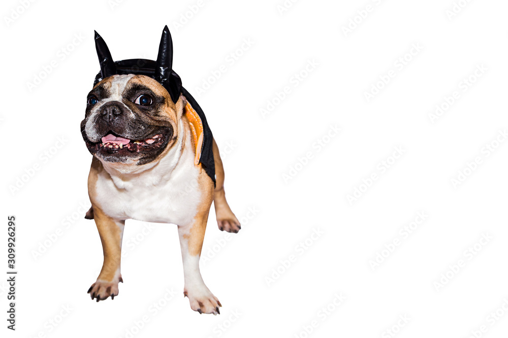dog french bulldog dressed up in a black devil costume with horns for  halloween with a hat on an isolated background Photos | Adobe Stock