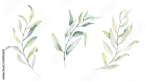 Watercolor floral illustration set - green leaf branches collection  for wedding stationary  greetings  wallpapers  fashion  background. Eucalyptus  olive  green leaves  etc.