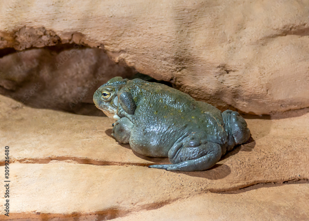 Fototapeta premium Colorado River toad