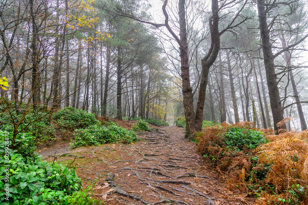 Fototapeta premium Path through a woodland with tree roots and mist through the trees in Autumn in the UK