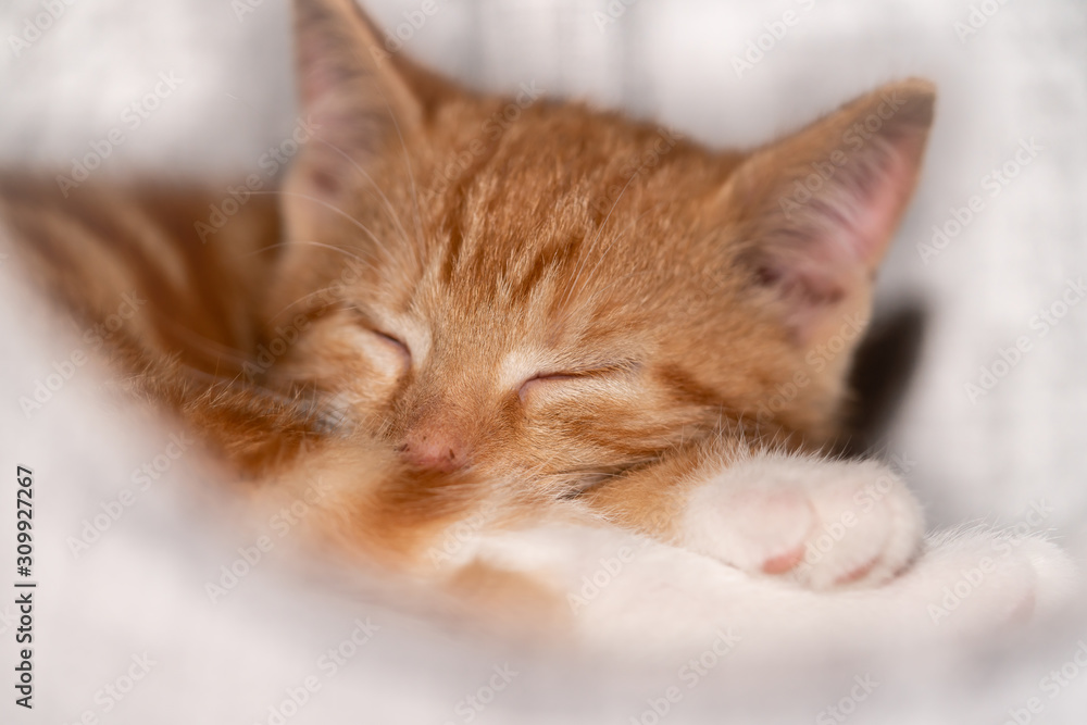 Cute young orange cat sleeping on its paws