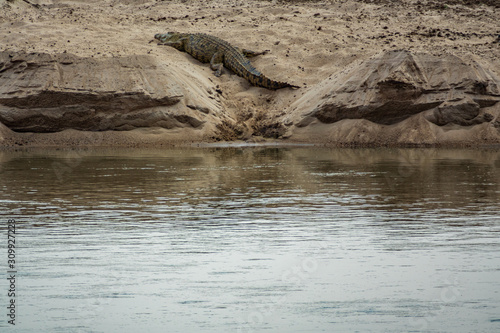 Crocodile taking a nap in the sand near river