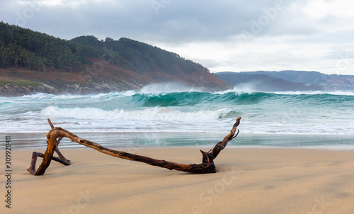 A large heavy branch lies on a deserted beach in winter on the Galician Atlantic coast in northern Spain. It is cloudy  windy and the waves roll over. Atmospheric loneliness.