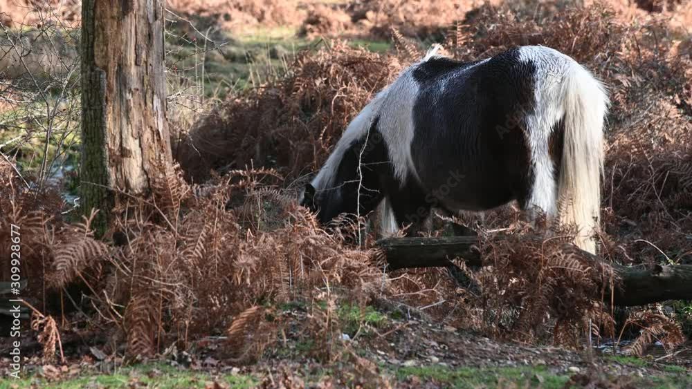 wild pony roaming free in the new forest wild pony roaming free in the new forest