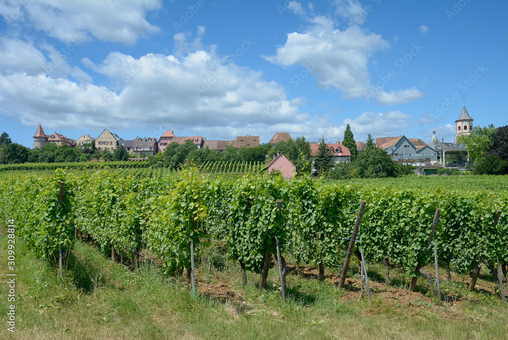 Weinort Zellenberg nahe Riquewihr in Grand Est region(vormals Elsass),Frankreich