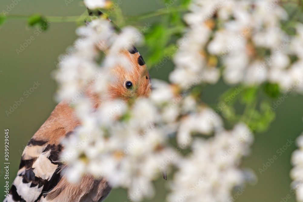 hoopoe sings hiding in white colors hoopoe sings hiding in white colors
