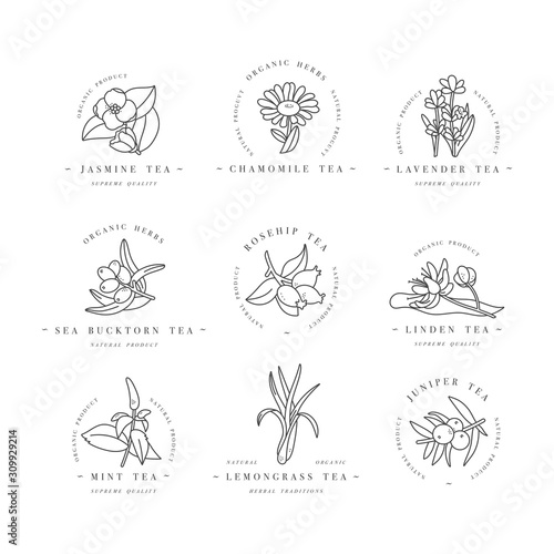 Vector set design colorful templates logo and emblems - organic herbs and teas. Different teas icon. Logos in trendy linear style isolated on white background.