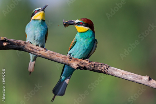 pair of colorful bee-eater during courtship