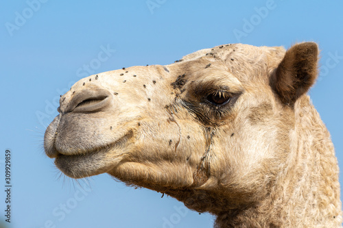 Close-up profile of a desert dromedary camel facial expression in the Middle East in the United Arab Emirates with a llot of flies bothering it Dromedary camel (Camelus dromed)