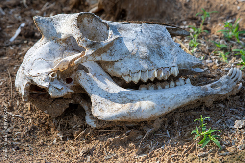 White Animal Goat skull in the Rippling dirt of the United Arab Emirates.