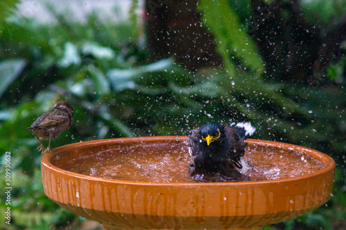 Little birds are take bath.Concept image contains little film grain.