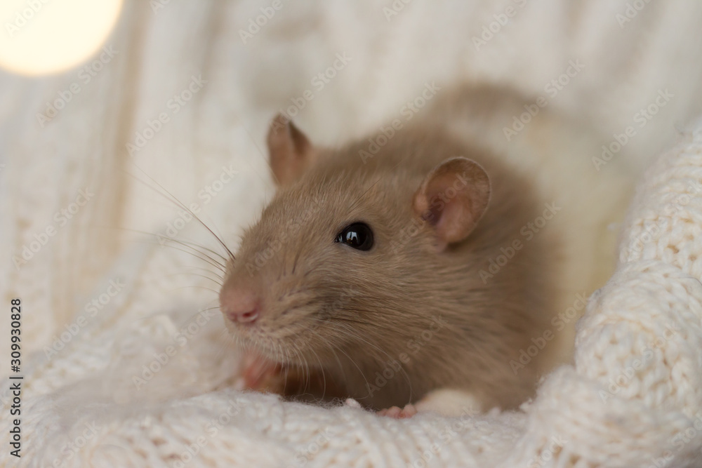 beige rat sits on a beige plaid, background with texture beige rat sits on a beige plaid, background with texture