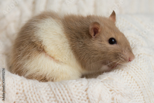 beige rat sits on a beige plaid, background with texture