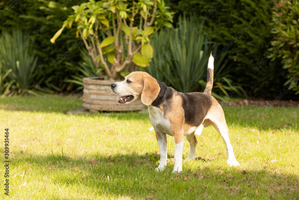 Beagle dog playing in the garden