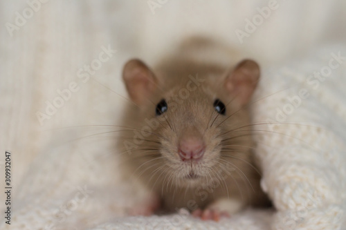 in the evening beige rat sits on a beige plaid, background with texture © Skripnik Olga