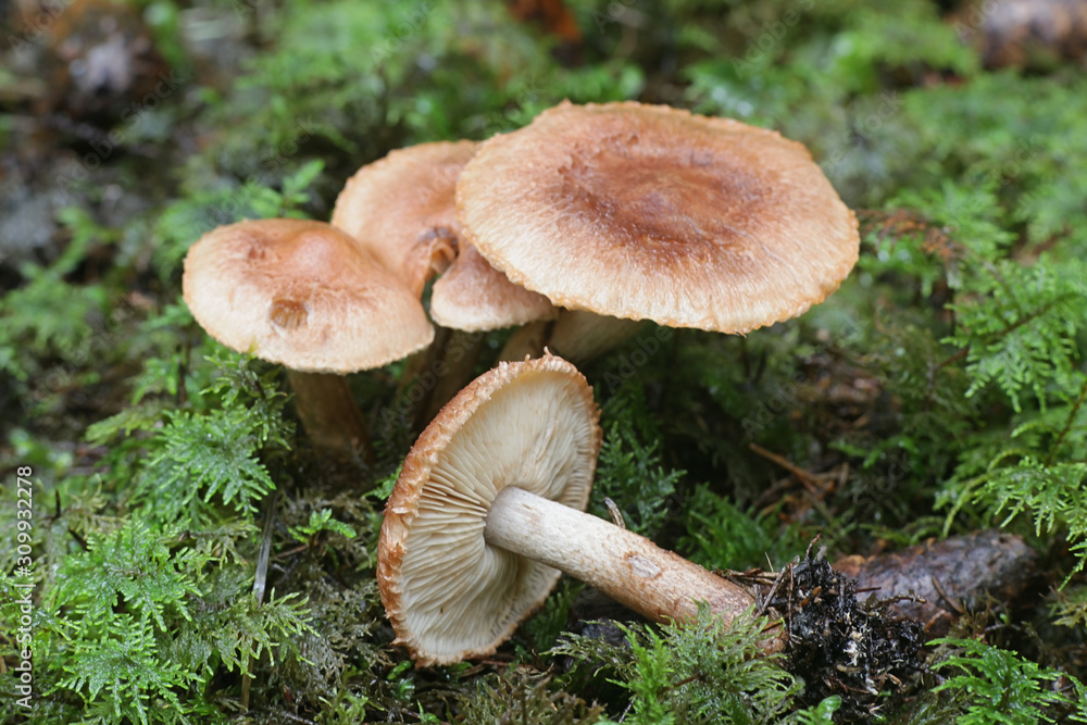 Tricholoma vaccinum, known as the russet scaly tricholoma, the scaly knight, or the fuzztop, wild mushrooms from Finland Tricholoma vaccinum, known as the russet scaly tricholoma, the scaly knight, or the fuzztop, wild mushrooms from Finland