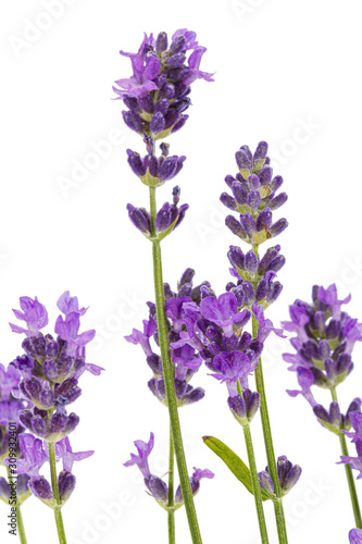 Flowers  of violet lavender  isolated on white background