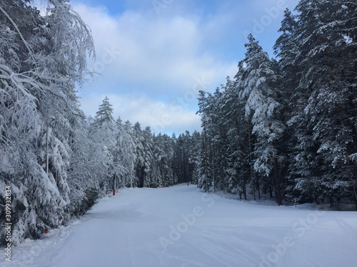 neige dans une forêt en Europe l'hiver