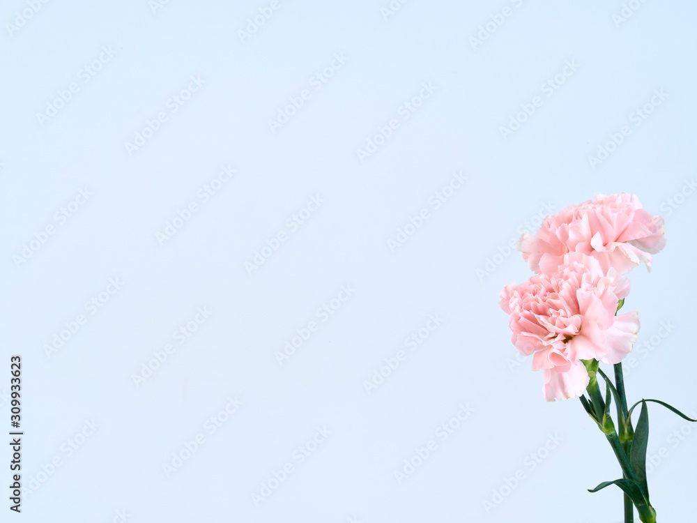 Pink carnation flowers for Mother's day