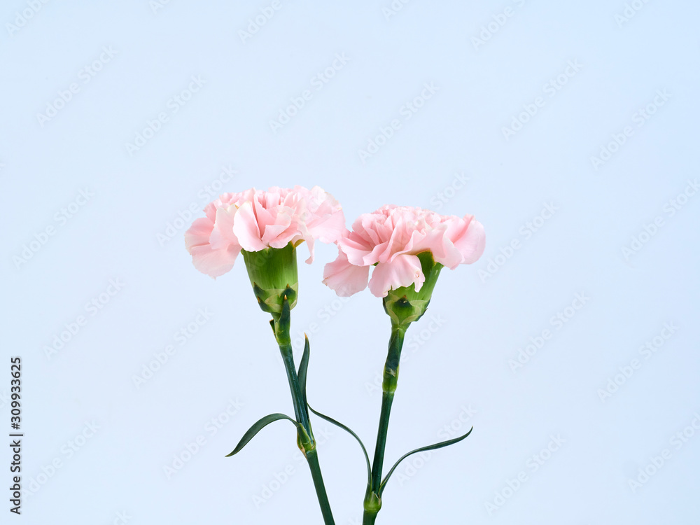 Pink carnation flowers for Mother's day Pink carnation flowers for Mother's day