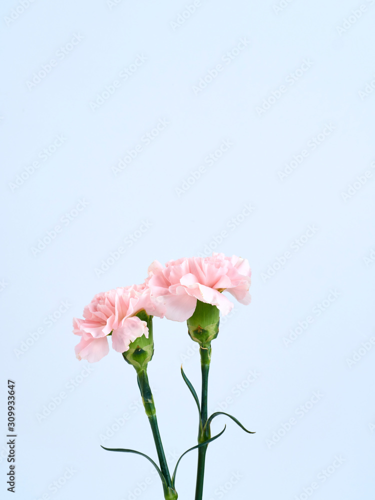 Pink carnation flowers for Mother's day