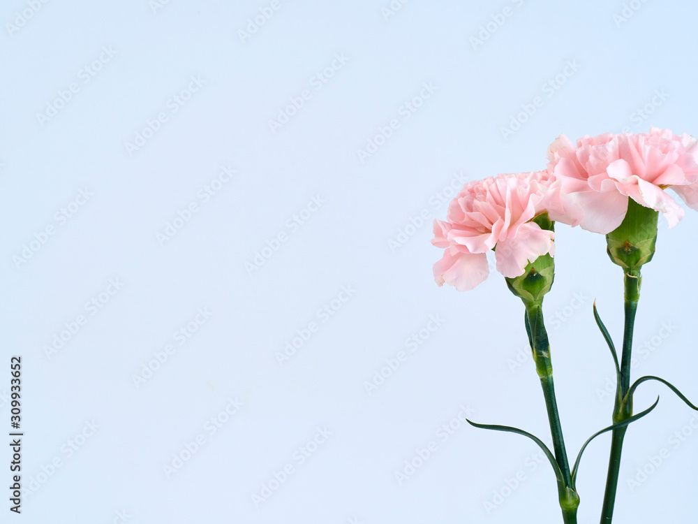Pink carnation flowers for Mother's day Pink carnation flowers for Mother's day
