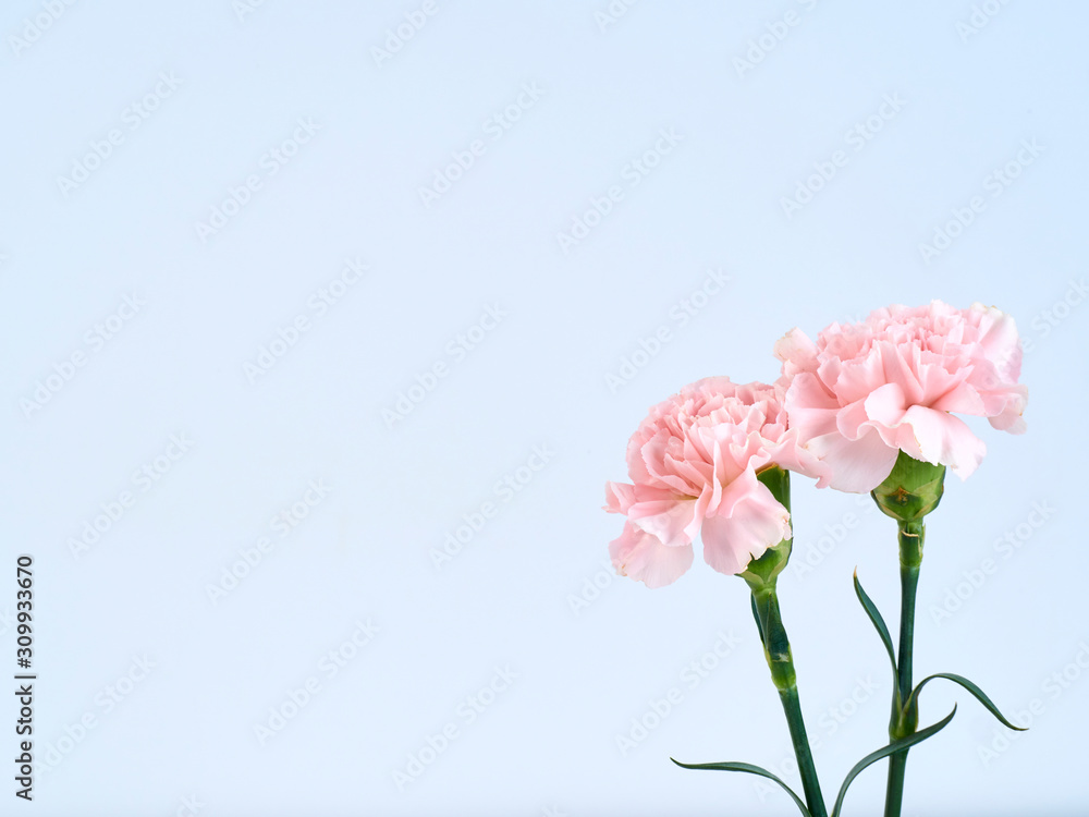 Pink carnation flowers for Mother's day