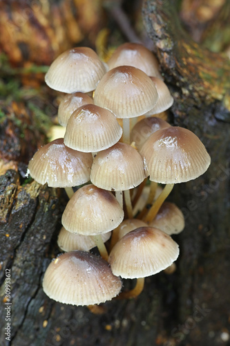 Mycena inclinata, known as the clustered bonnet or the oak-stump bonnet cap, mushrooms from Finland