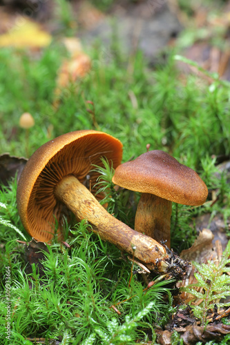 Cortinarius malicorius, known as saffron-colored cort or saffron colored webcab, wild mushrooms from Finland