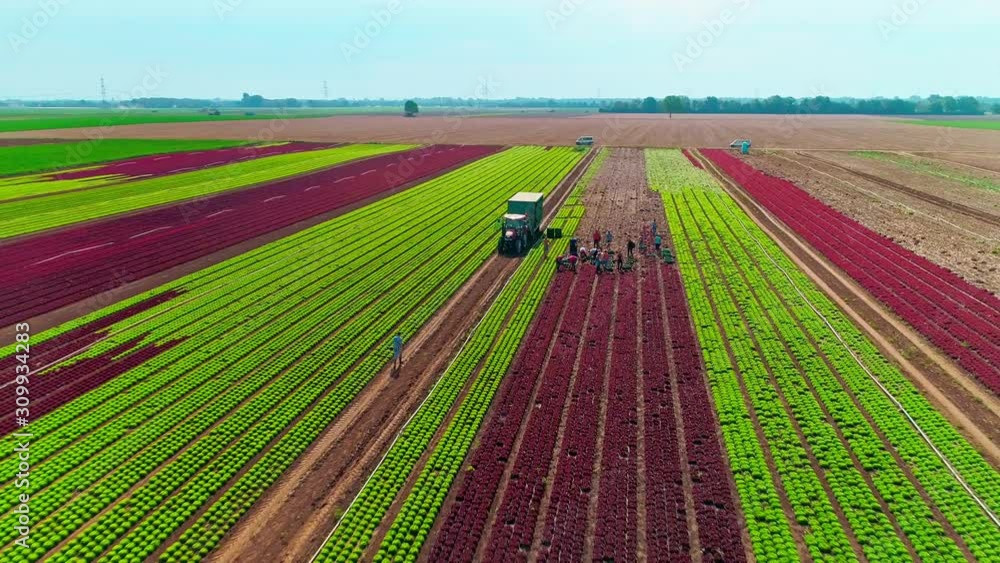 Stunning Drone Flight Above Lush Red and Green Field with Workers Stunning Drone Flight Above Lush Red and Green Field with Workers
