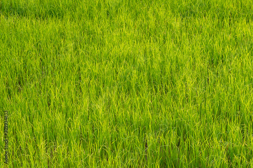 Nature. green rice seedling backdrop and background green pattern.