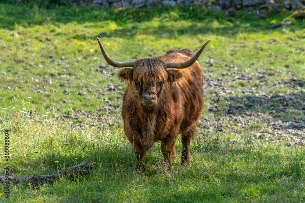 Closeup of  a single Highland cattle in a sunny green pasture