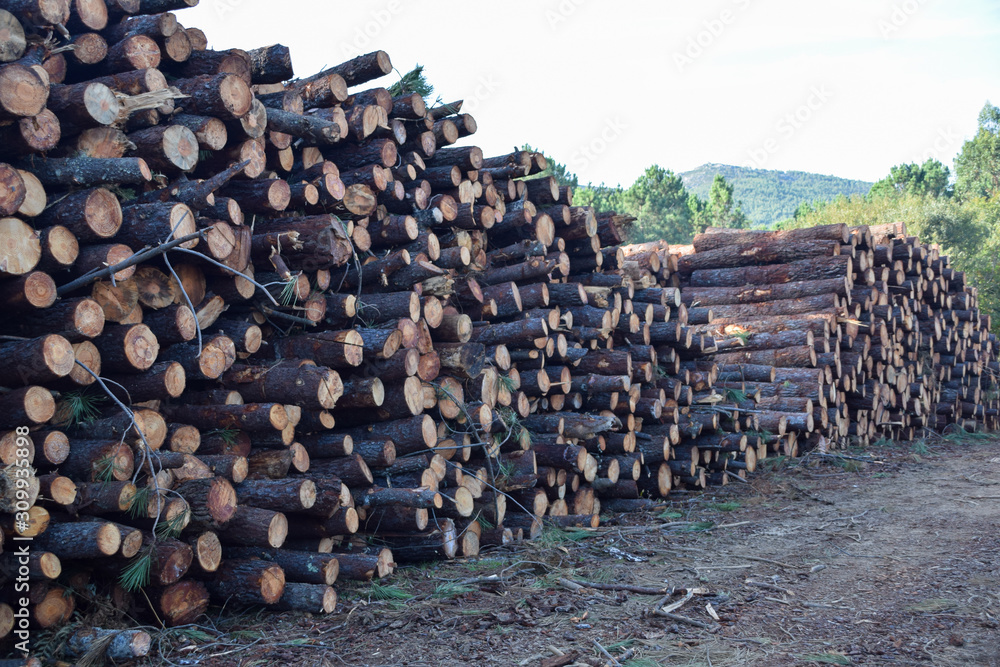 A pile of cut logs in a forest