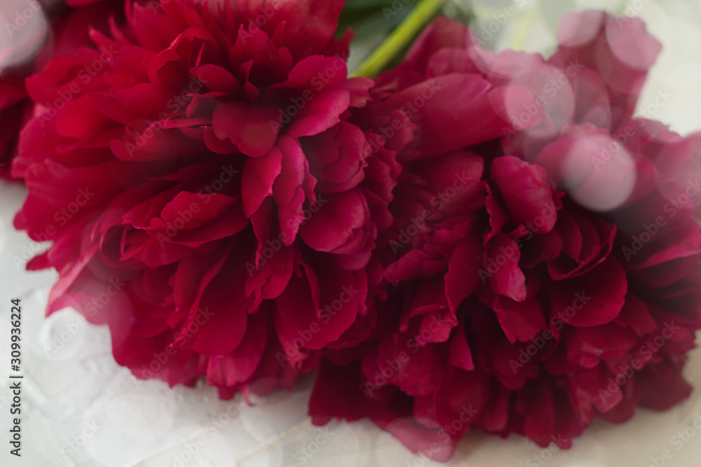 Pink peony flower on a white texture background. Pink peony flower on a white texture background.