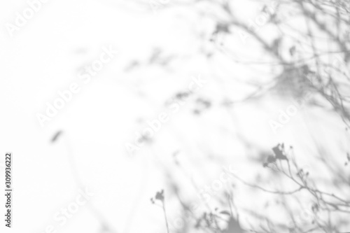 Overlay effect for photo. Gray shadows of the tree brunches on a white wall. Abstract neutral nature concept background photo