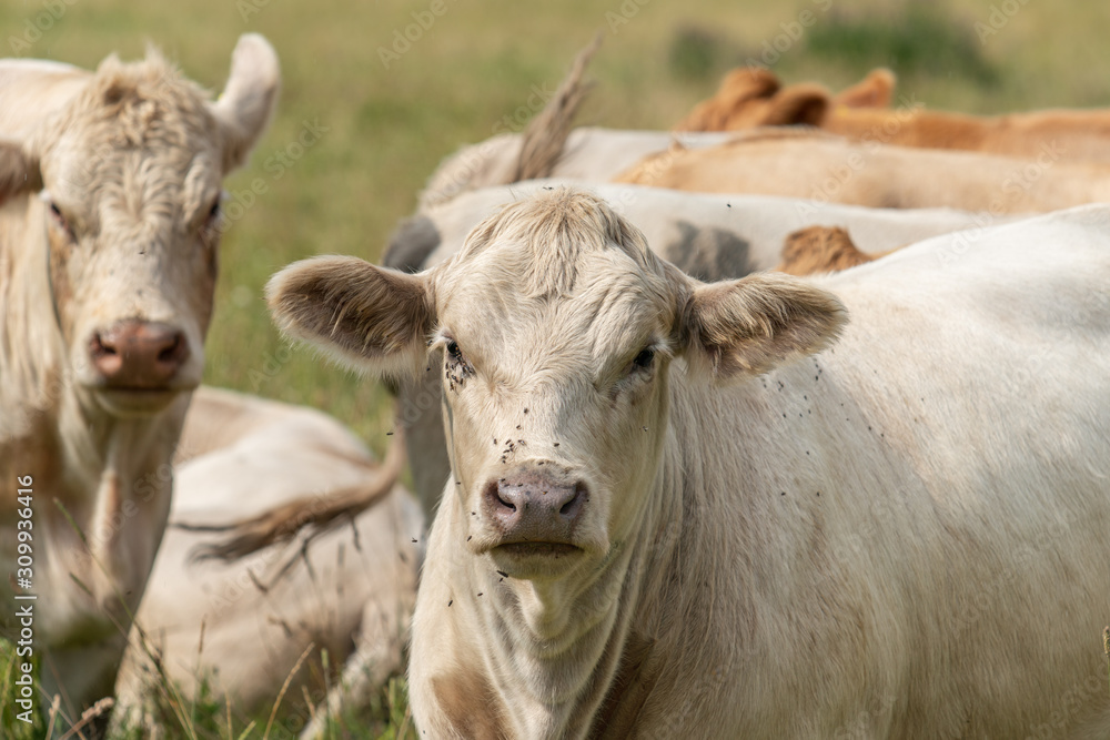 Close up of a sweet white cow in a summer pasture in Sweden