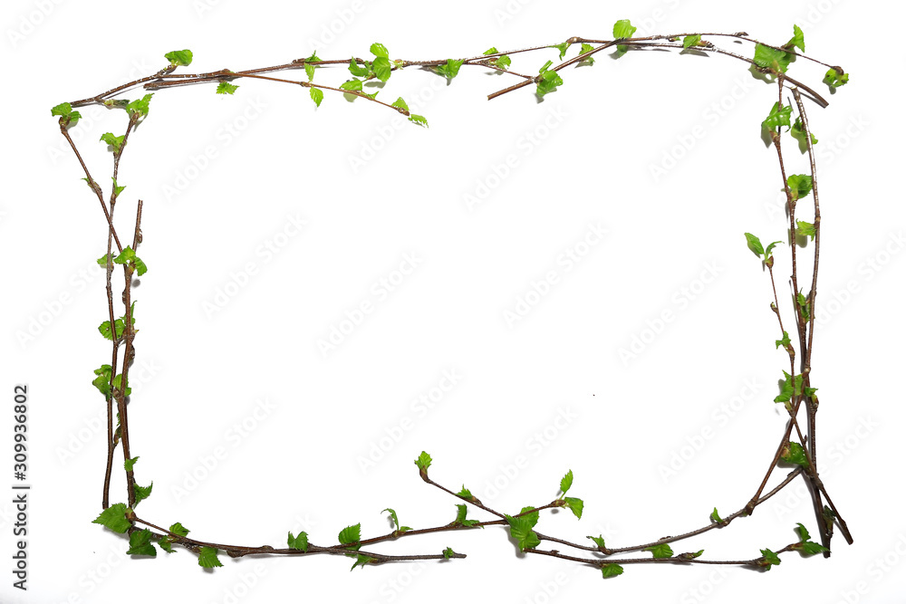 white background branches small leaves spring / isolated on white young branches with buds and leaves, spring frame white background branches small leaves spring / isolated on white young branches with buds and leaves, spring frame