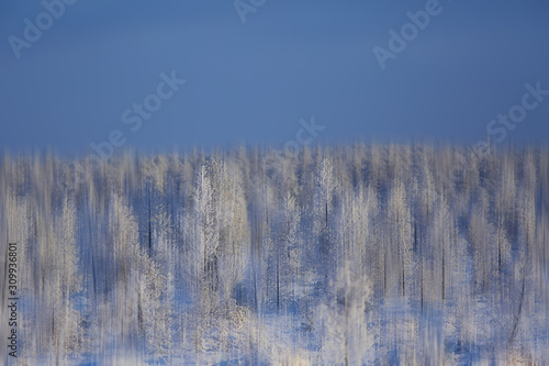 abstract forest blurred winter vertical lines / winter forest background, abstract landscape