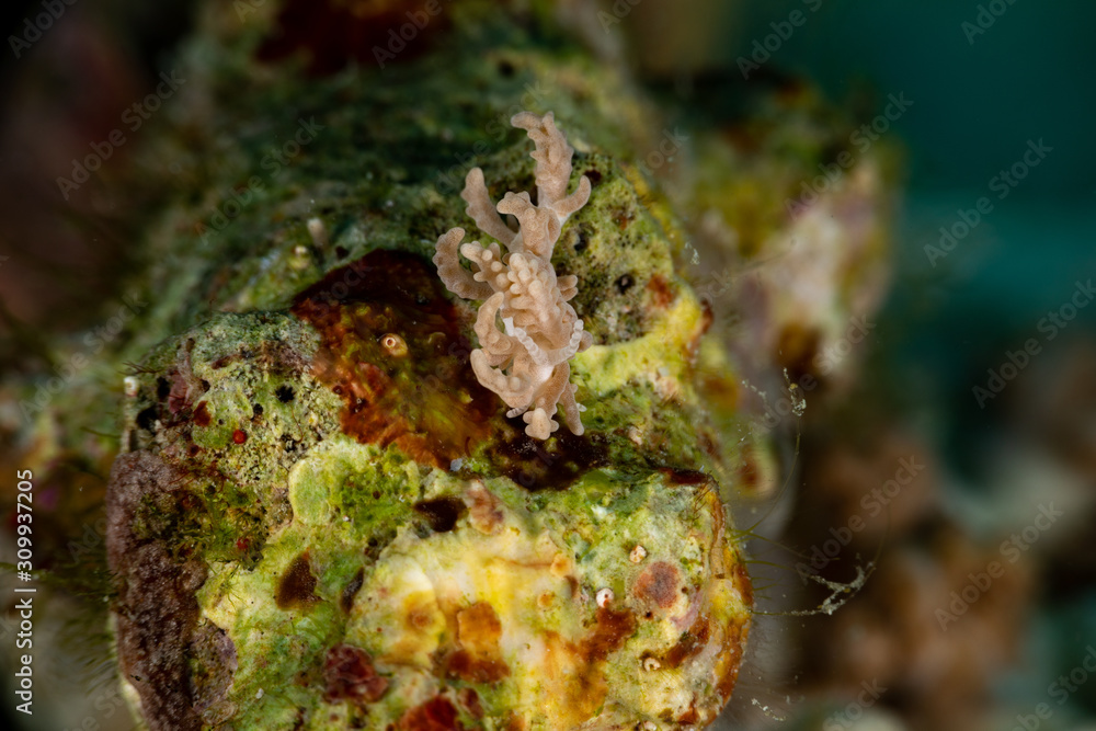 The most beautiful underwater snails of the Indian and Pacific Ocean