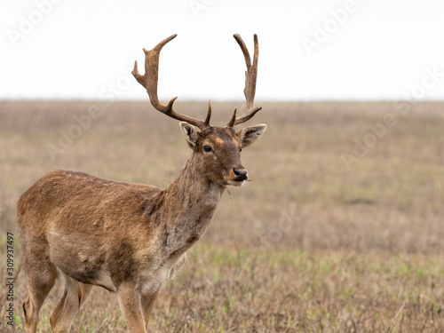 fallow deer