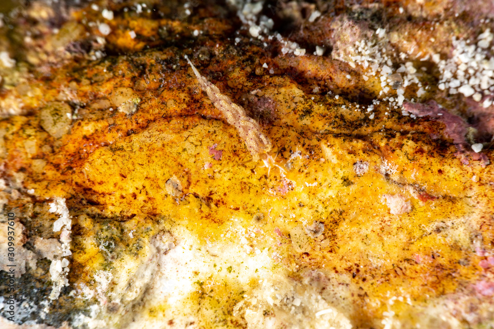The most beautiful underwater snails of the Indian and Pacific Ocean The most beautiful underwater snails of the Indian and Pacific Ocean