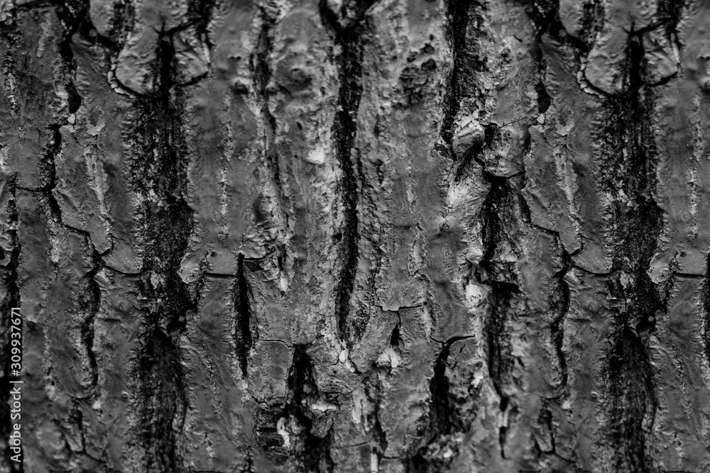 tree bark, wood texture, wood background tree bark, wood texture, wood background